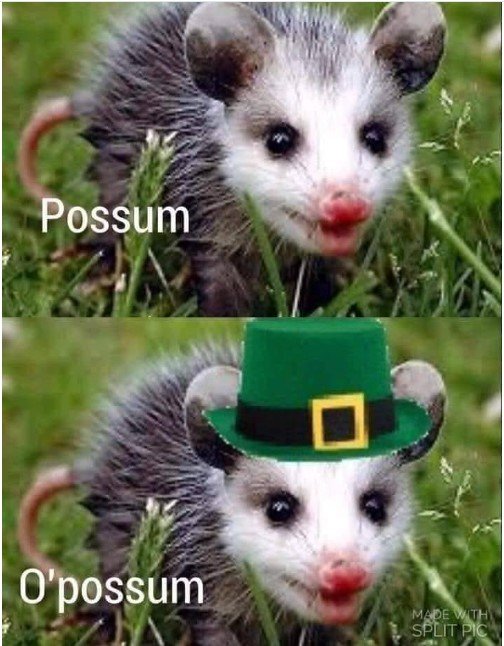 oppossum.jpg