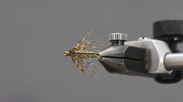 Sowbug Softy_top.JPG