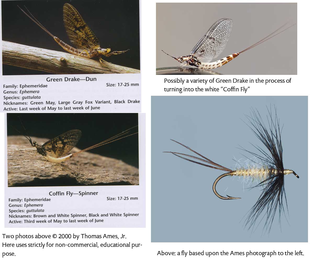 Thomas Ames's photos of the Green Drake fading into the pale Coffin Fly, used as a model for fly dressing.