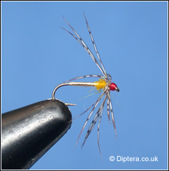 corixa_spider_gold_lr.jpg