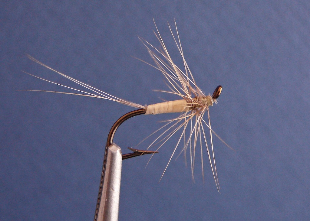 Pale Watery Wingless.jpg