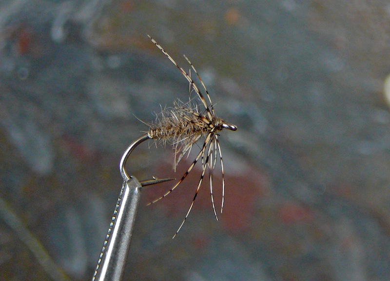 Devil's Crook wingless.jpg