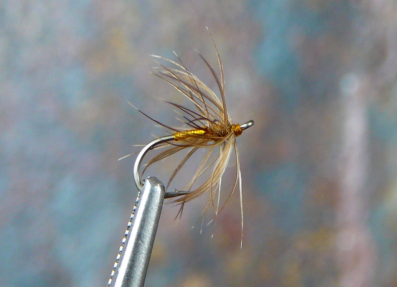 Golden Girl Spider.jpg