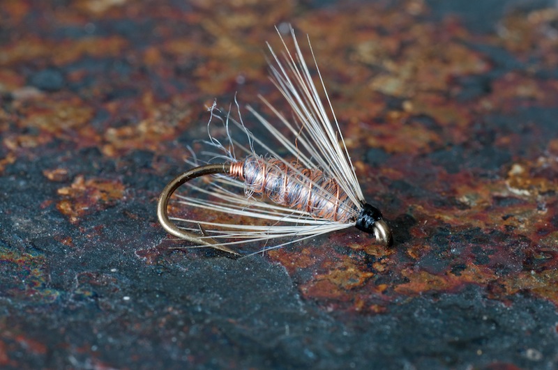 Spanish style killer bug.jpg