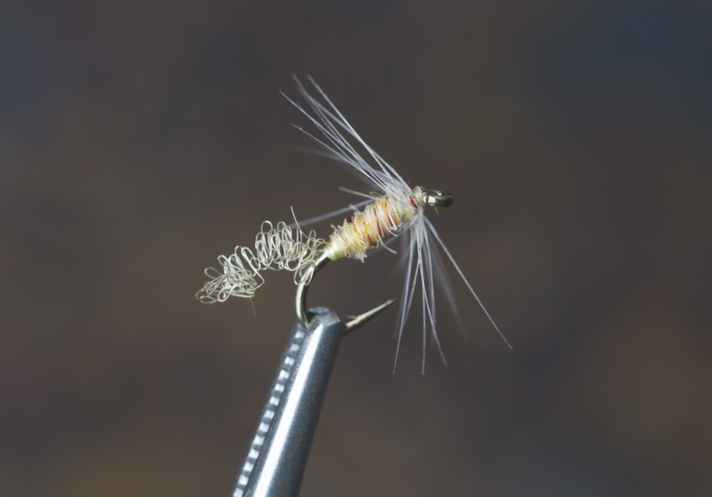 Wingless Sulphur emerger.jpg