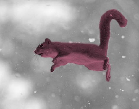 Pink Squirrel.jpg