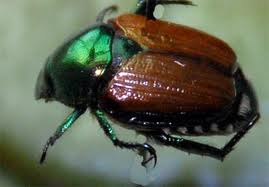 beetle.jpg