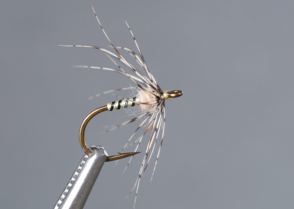 Oak Fly.jpg