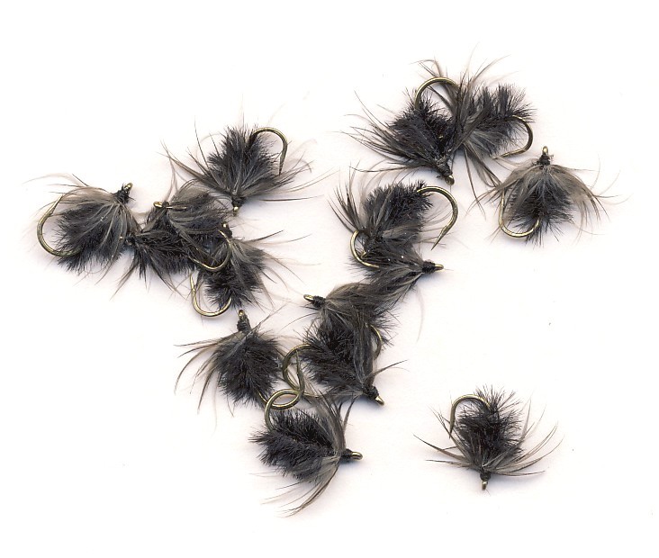 Turton's Black Gnats.jpg