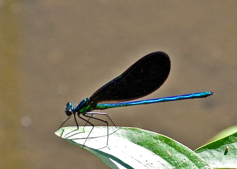 eb-jewelwing16-10-e-768x548.jpg