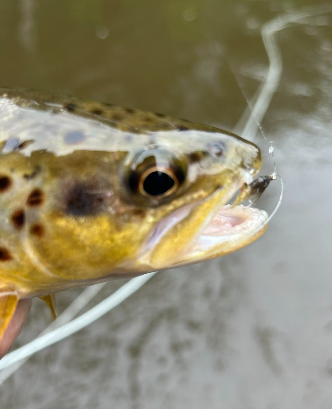 Caddis emerger.jpg